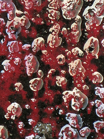 IMG_3438 con rot Oct 12 2025