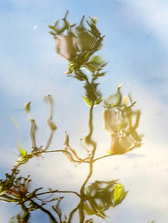 046curves 1 leaves growing thru blossom 4.13.2023