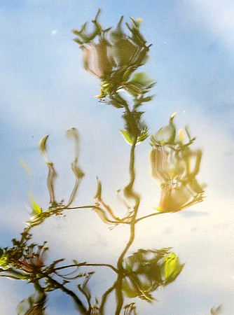 046pp curves  leaves growing thru blossom 4.13.2023