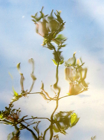 046p curves leaves growing thru blossom 4.13.2023z