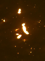 255nn